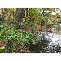 York Poquoson mid November high tide and Storm event image